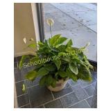 Peace plant
Monticello pickup