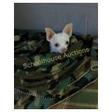 Tree 40 years old
Monticello pickup