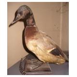 Vtg Taxidermy Mallard Duck