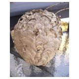 Natural Wasp/Bee Nest on Branch