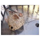 Smaller Natural Bee/Wasp Nest
