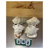 Large Seashell Decorations