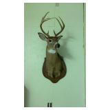 8 point deer shoulder mount. 8 point deer shoulder mount.