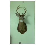 8 point deer shoulder mount.