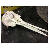 SWORDFISH SKULL