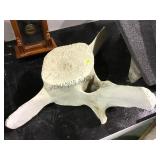 UPPER WHALE VERTEBRAE