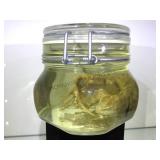 PRESERVED LIZARD IN JAR