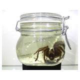 PRESERVED TARANTULA IN JAR