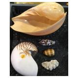 VARIOUS SHELLS, NAUTILUS & MORE