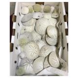 Tray lot of real sand dollars local pickup