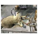 Taxidermy 14 point buck needs repair local pick