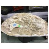 Animal fossil in plaster holder - unknown origin