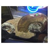 Very large Ammonite fossil display - polished