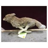 Miniature Coyote, Made of Rabbit fur, glass eyes