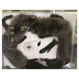 Raccoon shadow box  wall art, 35 by 30 in. local