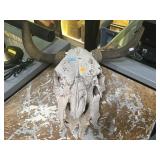 Steer skull, rough shape.       
Local pickup