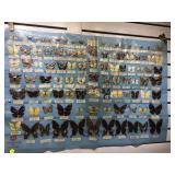 Butterfly collection under plastic, Rotary Club