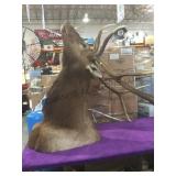 Lg Elk head mount , 11 points, very good