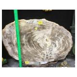 Lg petrified wood slice ,  2 inches thick x