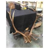 Set Elkhorns , mounted on wood, 12 pointer