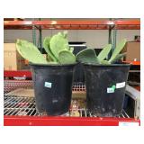 Pair of Live Cacti in pots