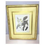 Framed Print. The Design Source. Cassia framed to
