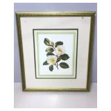 Floral art. Camillia Japonica White Swan. Leslie