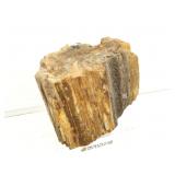 Petrified Wood Specimen. 8in x 5in H