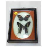 Butterfly taxidermy on frame, approx 6x8 inches