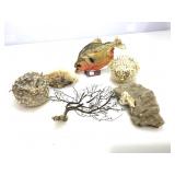 Puffer fish and piranha.