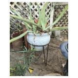 White Ceramic Pot with Metal Base Aloe Vera Plant