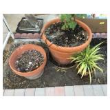 Set of Three Terracotta Pots, Plants Included