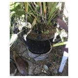 Large Black Pot with Palm Tree