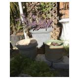 Group of Three Outdoor Pots with Plants Group of Three Outdoor Pots with Plants