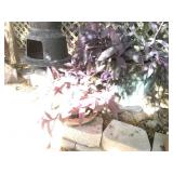 Decorative Pots w/ Plants Decorative Pots w/ Plants