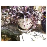 Large White Caly Pot With Plant Large White Caly Pot With Plant