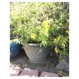 Large Plastic Pot & Plant Large Plastic Pot & Plant