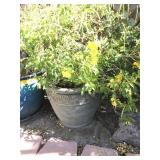 Large Plastic Pot & Plant