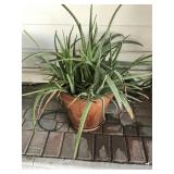 Mature Aloe Vera Plant with Terracotta Pot Mature Aloe Vera Plant with Terracotta Pot