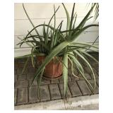 Terracotta Pot with Mature Aloe Vera Plant