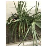 Terracotta Pot with Mature Aloe Vera Plant Terracotta Pot with Mature Aloe Vera Plant