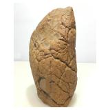 Petrified Tempskya. Rare Ancient Fern Approx 100