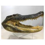 Taxidermy Alligator Head. 14in L
