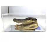 Taxidermy Alligator Head in Display Box 11x6x5