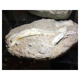 Large fossil, approx 13x20x4 inches