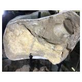 Large Fossil, approx 12x22x6 inches