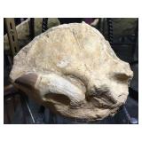 Teeth Fossil, approx 8x7x4 inches