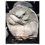 Large Teeth fossil, approx 11x11x2 inches