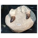 Teeth Fossil, approx 8x8x4 inches