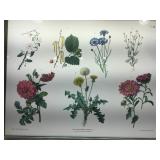 Framed Botanical Print. 39.5x32